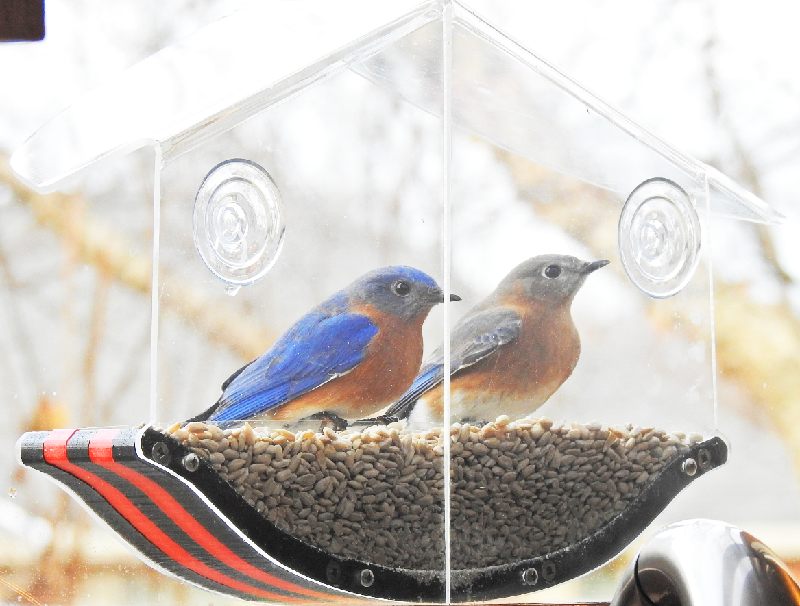 JCS Wildlife Swoop Window Bird Feeder with bluebirds feeding, showcasing clear acrylic design and eco-friendly materials.