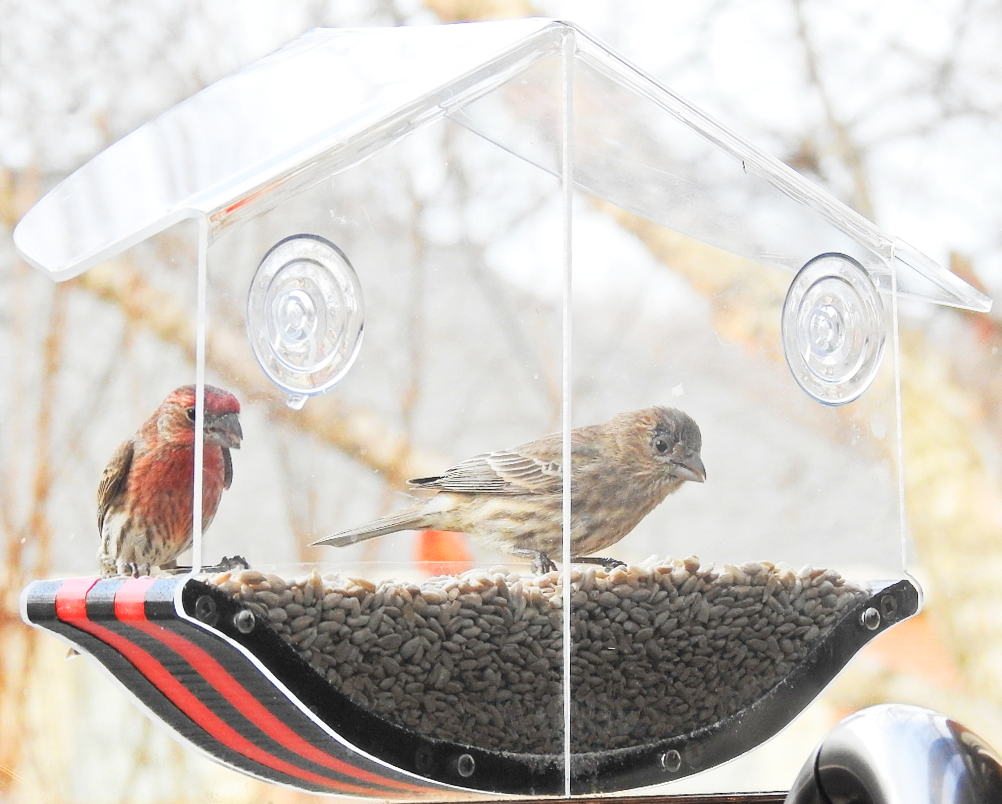 JCS Wildlife Swoop Window Bird Feeder holding two cups of birdseed with birds feeding.