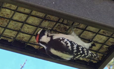 Photograph of a Downy Woodpecker feeding on a suet cake in a backyard bird feeder showing its black and white plumage bright red crown and partially consumed suet blocks
