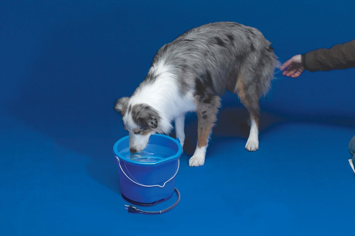 Dog drinking from API Heated Flat Back Bucket 10 qt, designed to keep water ice-free in winter.