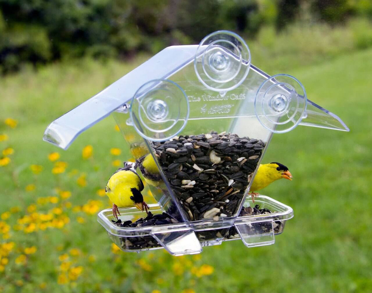 Aspects 155 Window Cafe Feeder in clear polycarbonate with goldfinches feeding on sunflower seeds.