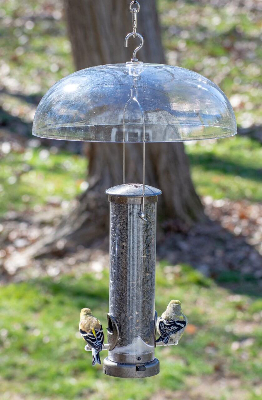 Aspects 264 Weather Dome 12" Diameter above a bird feeder, providing weather protection for feeding birds.