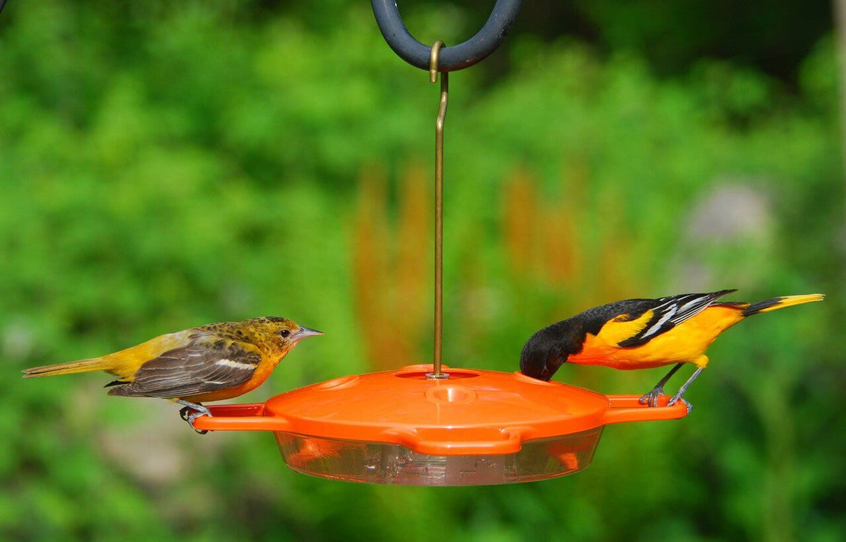Two orioles feeding from the Aspects 361 The Oriole Feeder in vibrant orange color, surrounded by greenery.