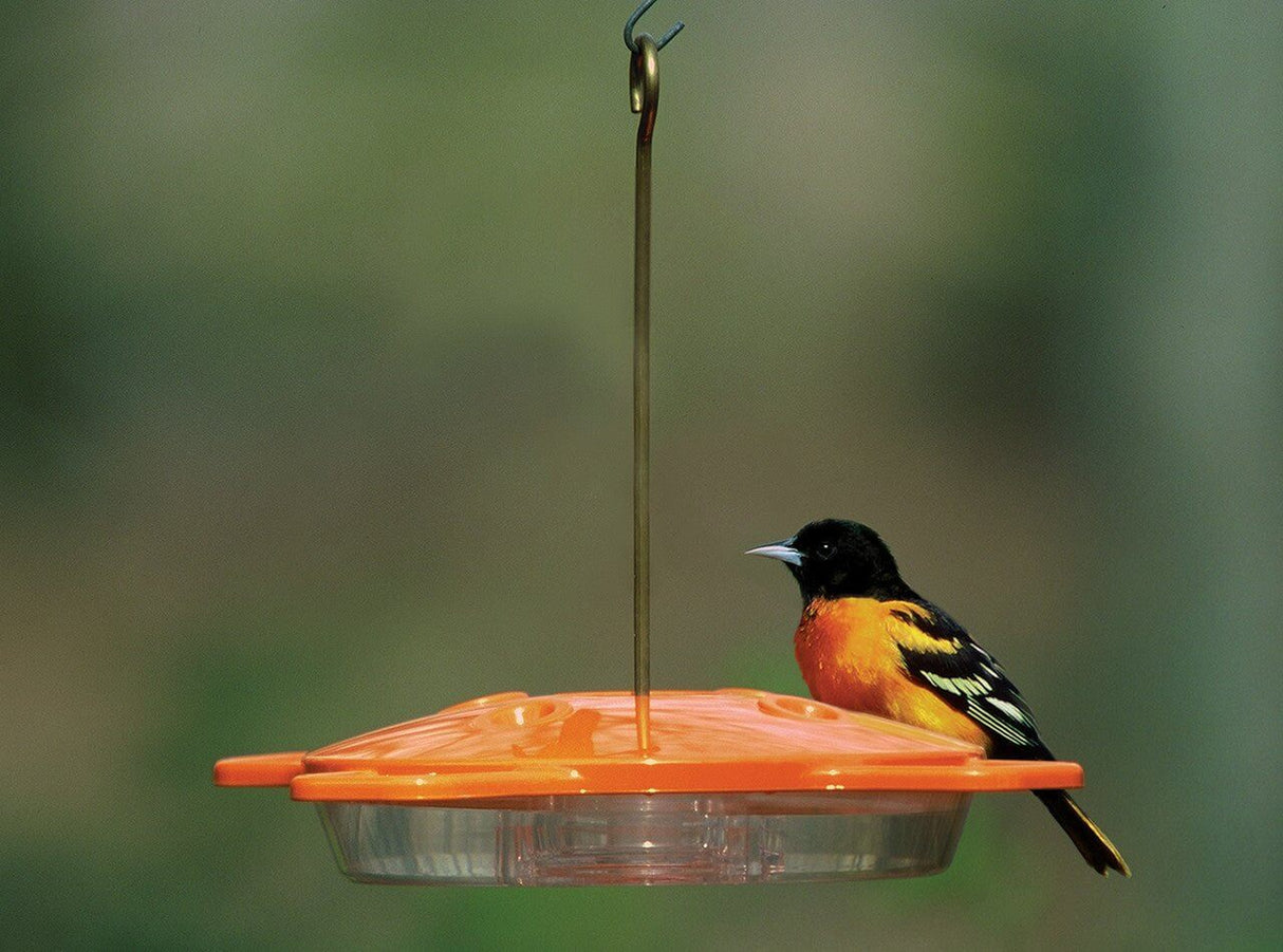 Aspects 361 The Oriole Feeder with oriole bird sitting next to the feeding ports, showcasing its vibrant orange design.