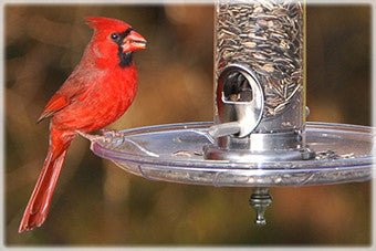 Cardinal perched beside Aspects 380 Swirl Seed Tray, enjoying seeds from feeder, showcasing its design and practicality.