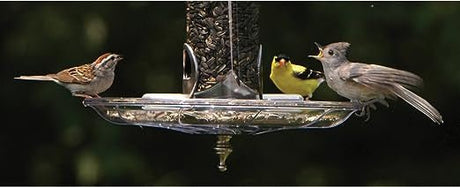 Birds feeding on the Aspects 380 Swirl Seed Tray, showcasing its design and functionality.