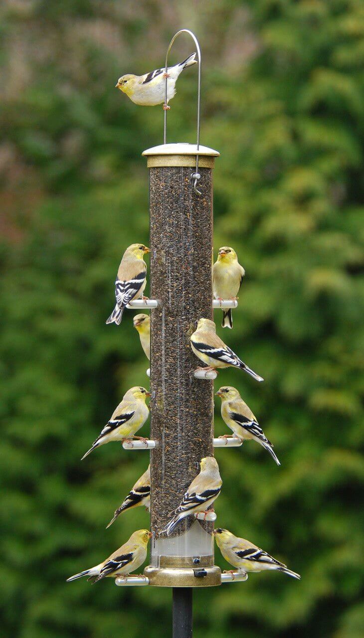 Aspects 403 Antique Brass Nyjer Tube feeder filled with goldfinches enjoying seeds.