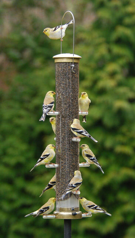 Aspects 403 Antique Brass Nyjer Tube feeder filled with goldfinches enjoying seeds.