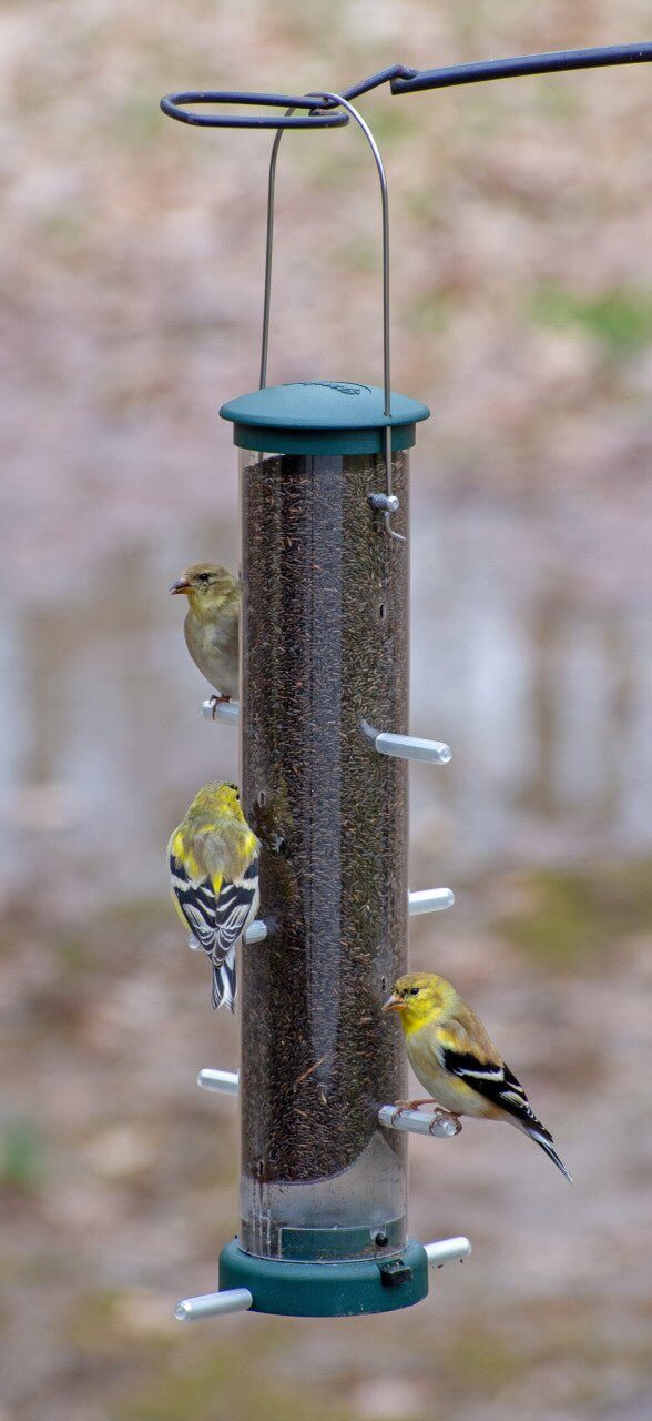 Aspects 427 Quick Clean Nyjer Tube Feeder filled with finch seed, attracting medium-sized birds in a natural setting.