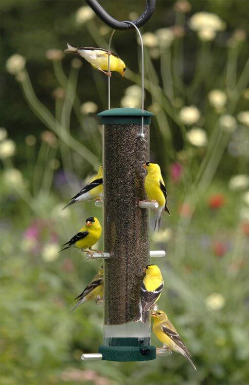 Aspects 427 Quick Clean Nyjer Tube Feeder, Spruce, Medium with goldfinches feeding on it in a garden.