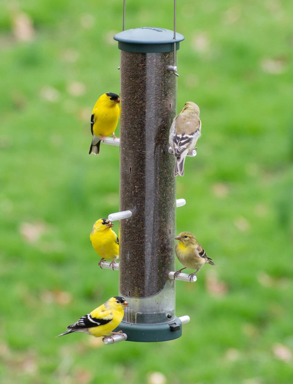 Aspects 427 Quick Clean Nyjer Tube Feeder featuring finches, spruce color, medium size, ideal for birdwatching.