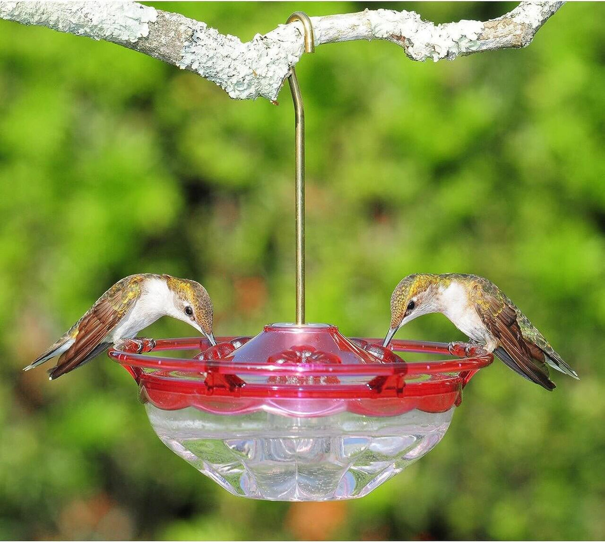 Two hummingbirds feeding from the Aspects 433 HummZinger HummBlossom Feeder, 4 oz, Rose, in a garden setting.