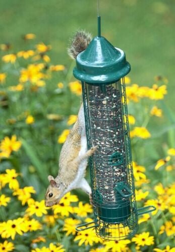 Squirrel attempting to access seed from a hanging Brome Squirrel Buster Classic Squirrel Proof Bird Feeder in a garden with yellow flowers.