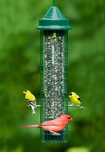 Brome Squirrel Buster Classic Squirrel Proof Bird Feeder 1015 with yellow finches and a red cardinal feeding