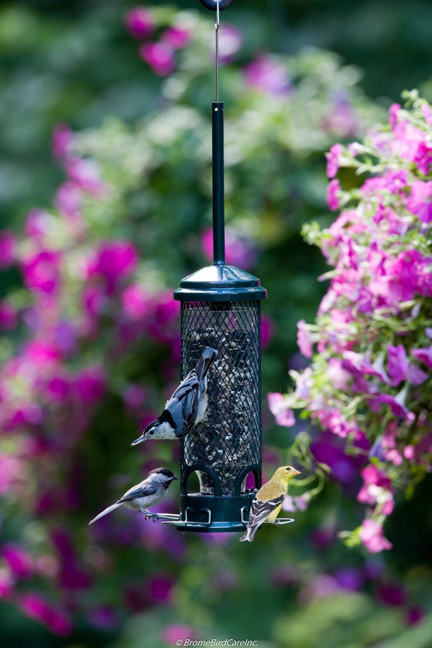 Brome Squirrel Buster Mini Bird Feeder 1055 with birds feeding, surrounded by colorful flowers in a garden.