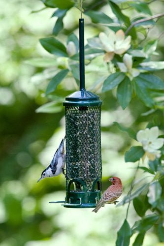 Brome Squirrel Buster Mini Bird Feeder 1055 with birds feeding, showcasing its squirrel proof design and compact size.