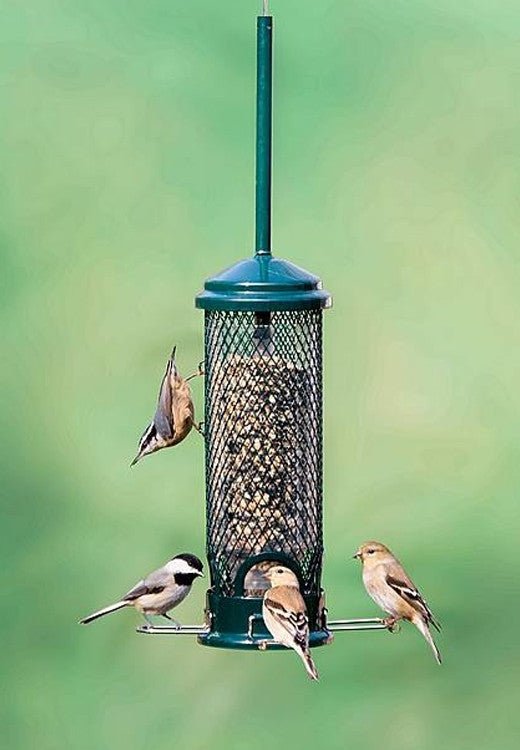 Brome Squirrel Buster Mini Bird Feeder 1055 in use, attracting birds while being squirrel proof and compact.