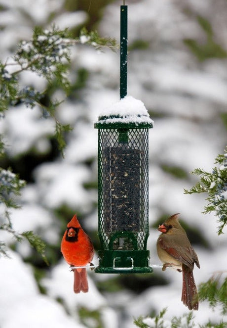 Brome Squirrel Buster Mini Bird Feeder 1055 with cardinal and female cardinal in winter setting.