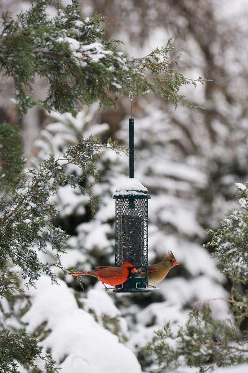 Two cardinals feeding from the Brome Squirrel Buster Mini Bird Feeder 1055 in a snowy garden setting.
