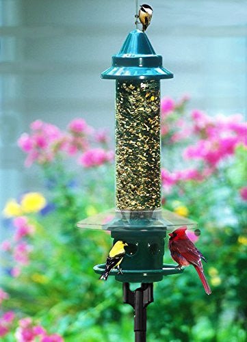 Brome Squirrel Buster Plus Bird Feeder with birds in garden, featuring weather guard and multi-feeding ports for enhanced birding experience.