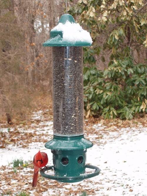 Brome Squirrel Buster Plus Bird Feeder w/ Cardinal Perch Ring 1024 - Squirrel Proof - JCS Wildlife