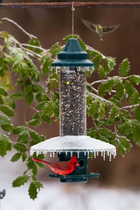 Brome Squirrel Buster Plus Bird Feeder with Weather Guard, cardinal perched and feeding, preventing squirrels and larger birds
