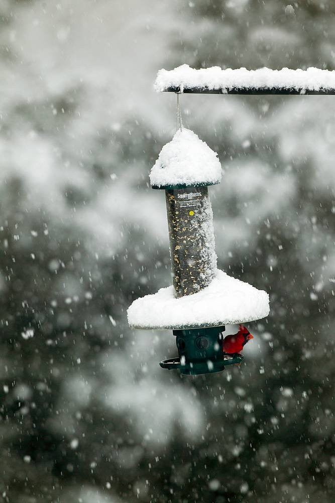 Brome Squirrel Buster Plus Bird Feeder with Weather Guard covered in snow, featuring a red bird perching in winter.