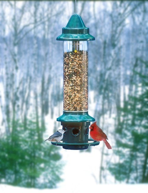 Brome Squirrel Buster Plus Bird Feeder with Weather Guard and songbirds feeding in winter forest background.