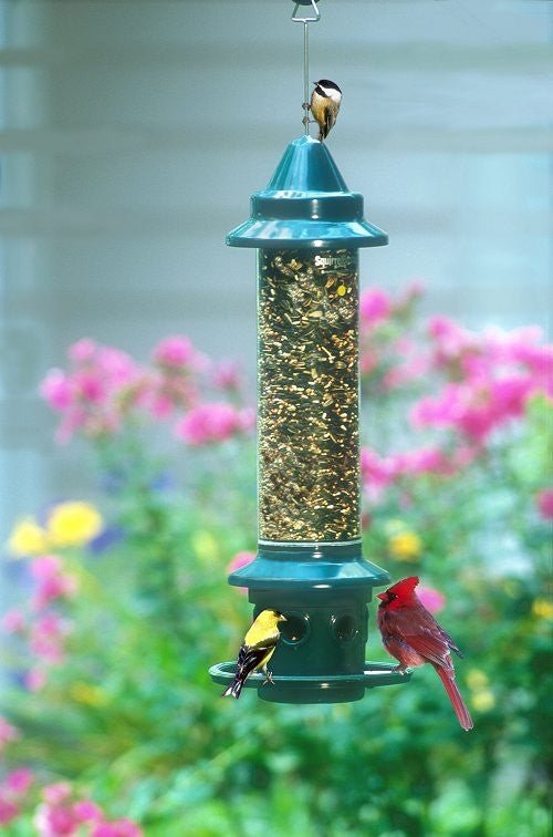 Birds feeding on Brome Squirrel Buster Plus Bird Feeder with Brome Weather Guard in garden
