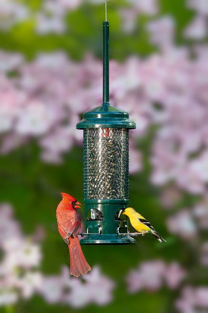 Brome Squirrel Buster Standard Bird Feeder 1057 with Cardinal and Goldfinch Feeding
