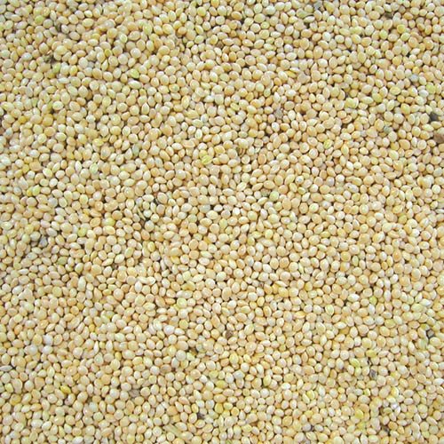 Close-up of Cole's White Millet Bird Seed, perfect for ground feeding birds and attracting Indigo Buntings.