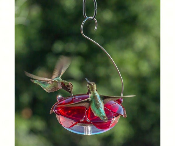 Two hummingbirds feeding at Droll Yankees Ruby Sipper Hummingbird Hanging Feeder, eye-catching red with clear dish and 5 oz. capacity.