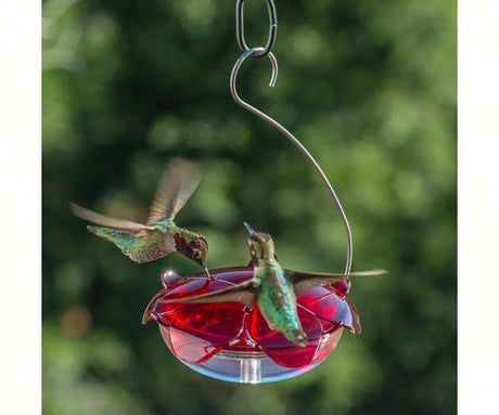 Two hummingbirds feeding at Droll Yankees Ruby Sipper Hummingbird Hanging Feeder, eye-catching red with clear dish and 5 oz. capacity.