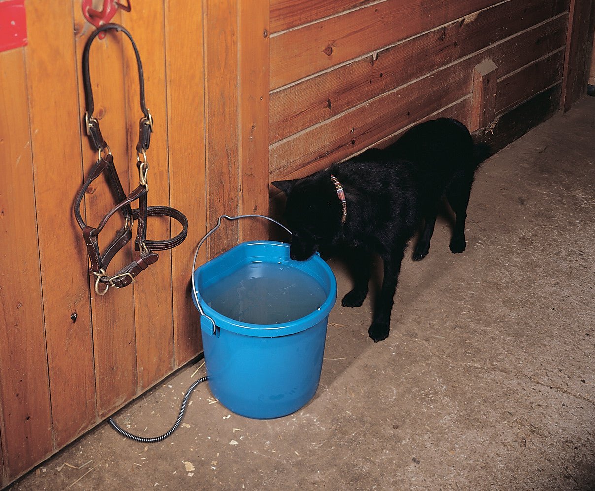 Dog drinking from a blue heated flat-back bucket hanging against a wooden wall in a barn.