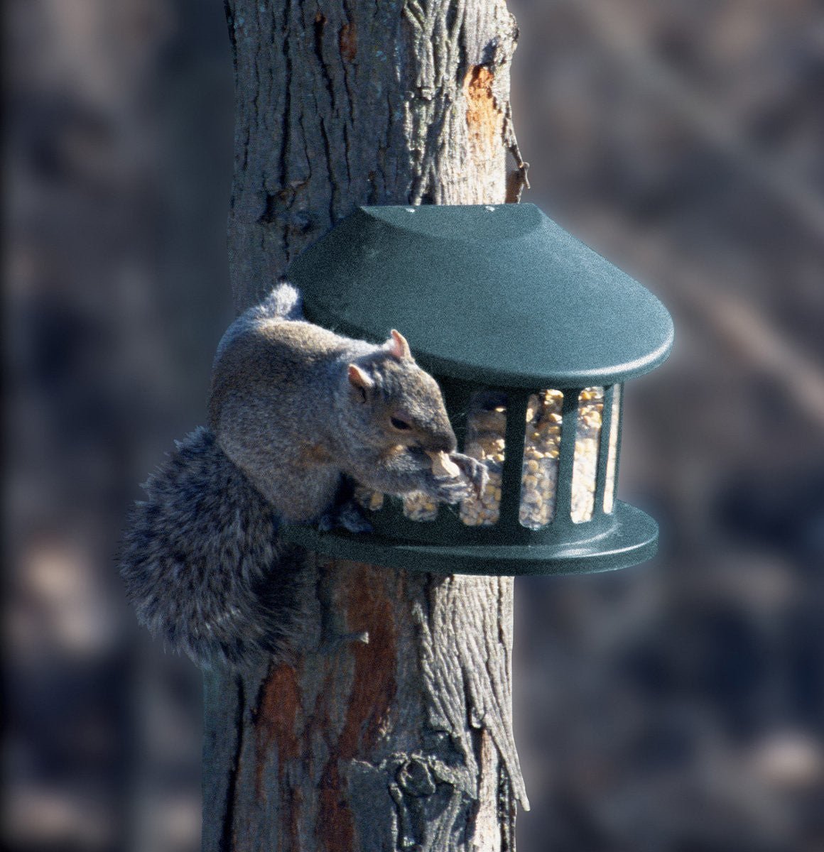 Squirrel using Heritage Farms Squirrel Diner 2, mounted on a tree, powder-coated metal top, preventing food from weather and chewing.