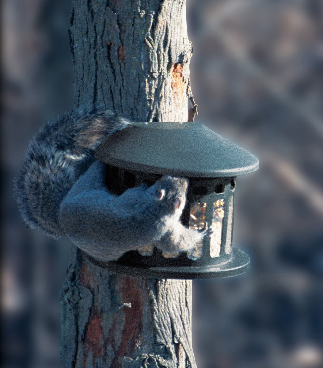 Squirrel using Heritage Farms Squirrel Diner feeder, mounted on a tree, accessing seeds through hinged lid. Durable metal construction.