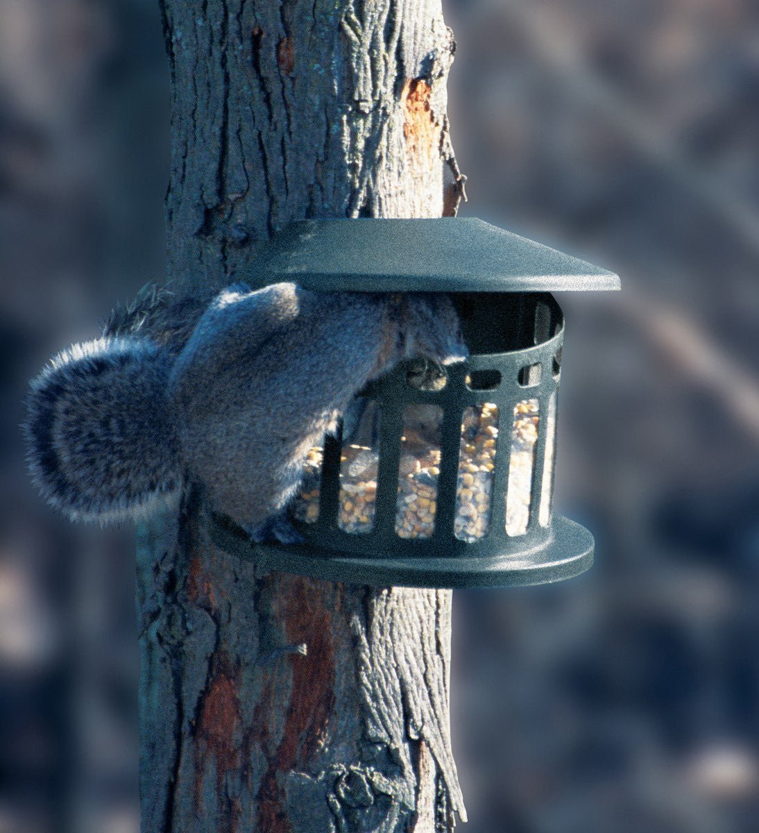 Squirrel eating from Heritage Farms Squirrel Diner 75590 feeder attached to tree