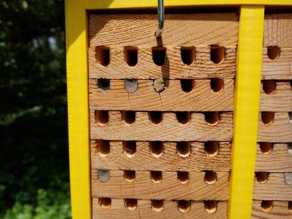 Close-up of JCS Wildlife Double-Wide Poly Lumber Mason Bee House with removable nesting panels