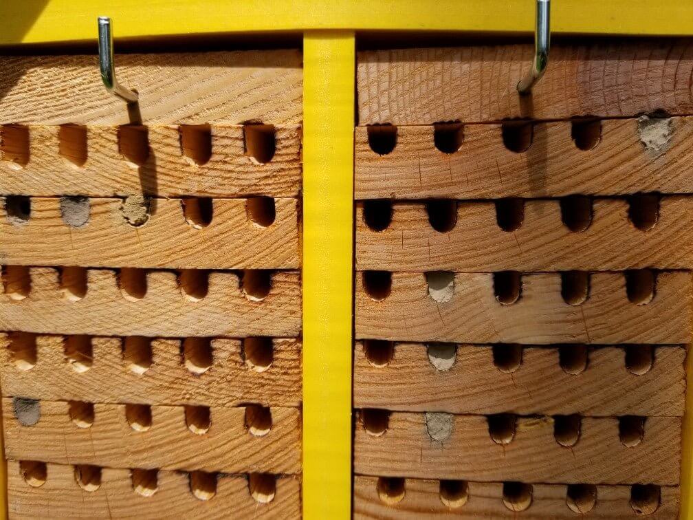 Close-up of the wooden panels in JCS Wildlife Double-Wide Mason Bee House, showcasing the drilled nesting holes for mason bees.