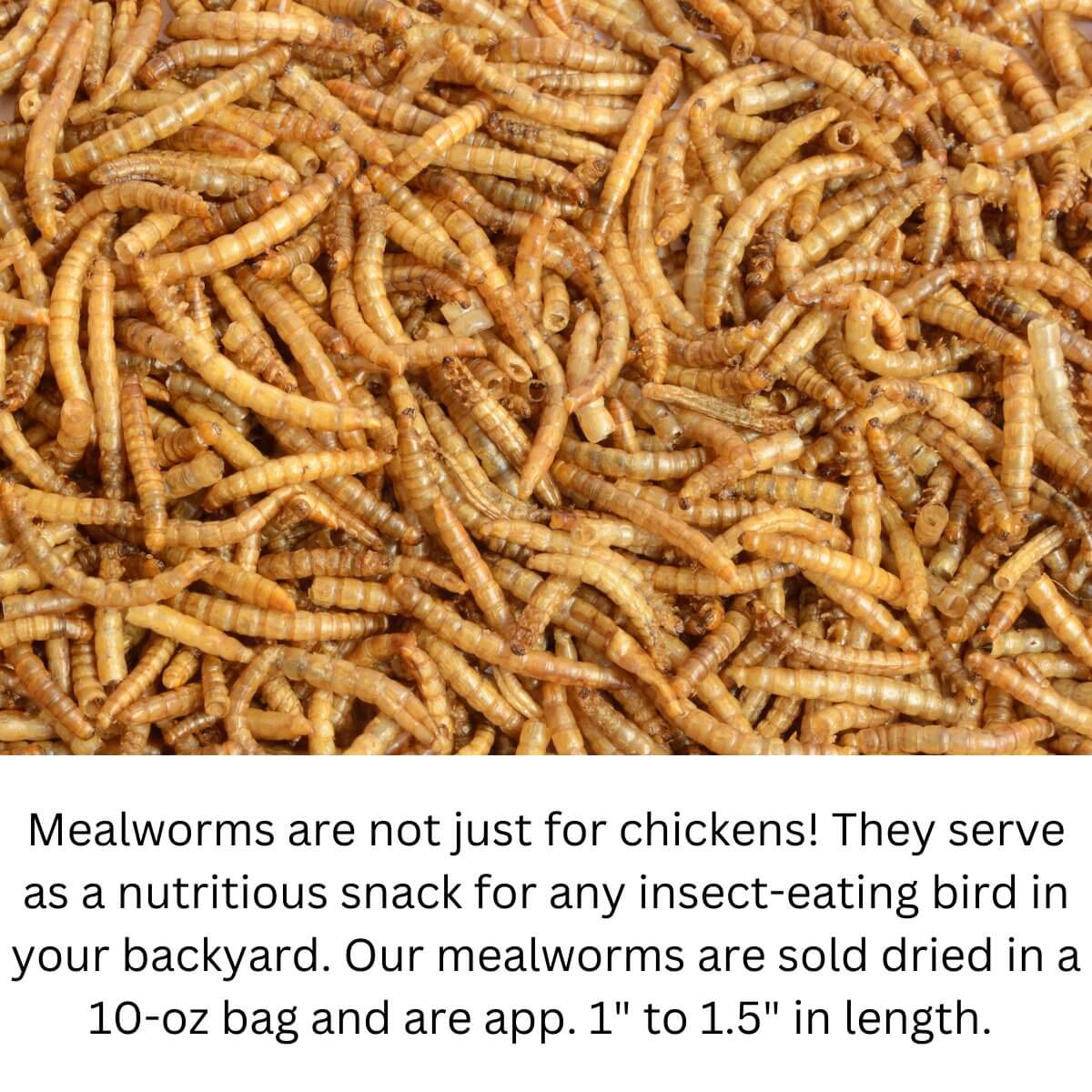 JCS Wildlife Dried Mealworm Pail - 10oz with nutritious dried mealworms for backyard birds.