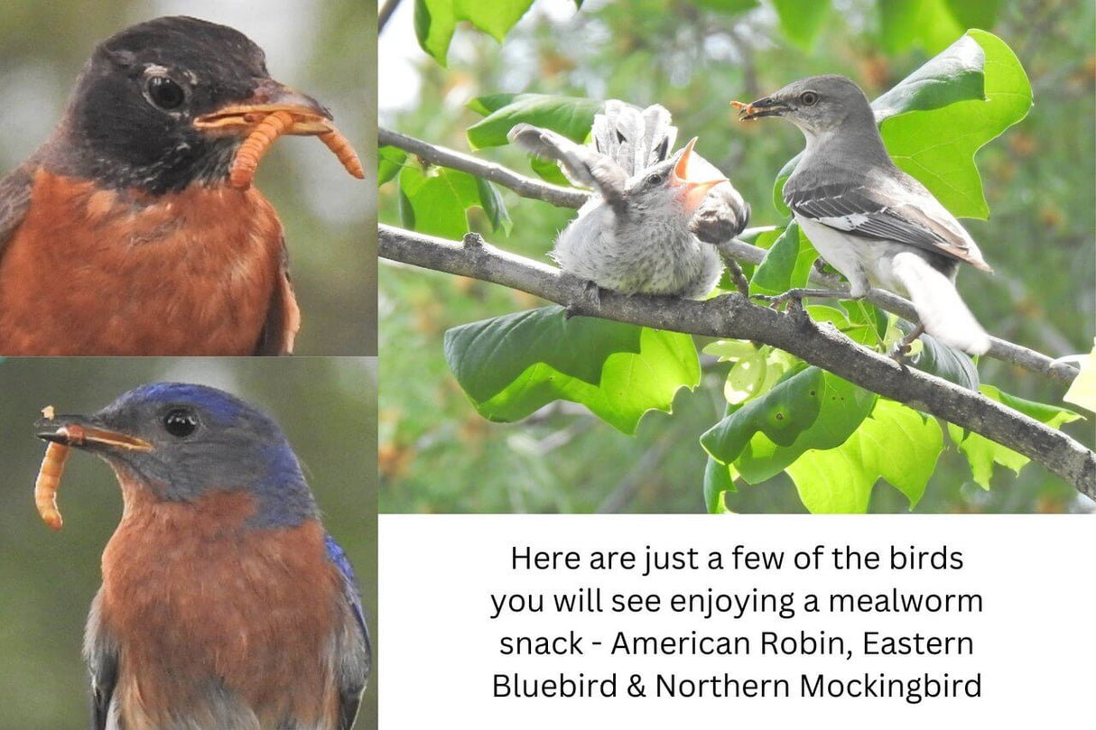 Three birds including American Robin, Eastern Bluebird, and Northern Mockingbird enjoying mealworm snacks.