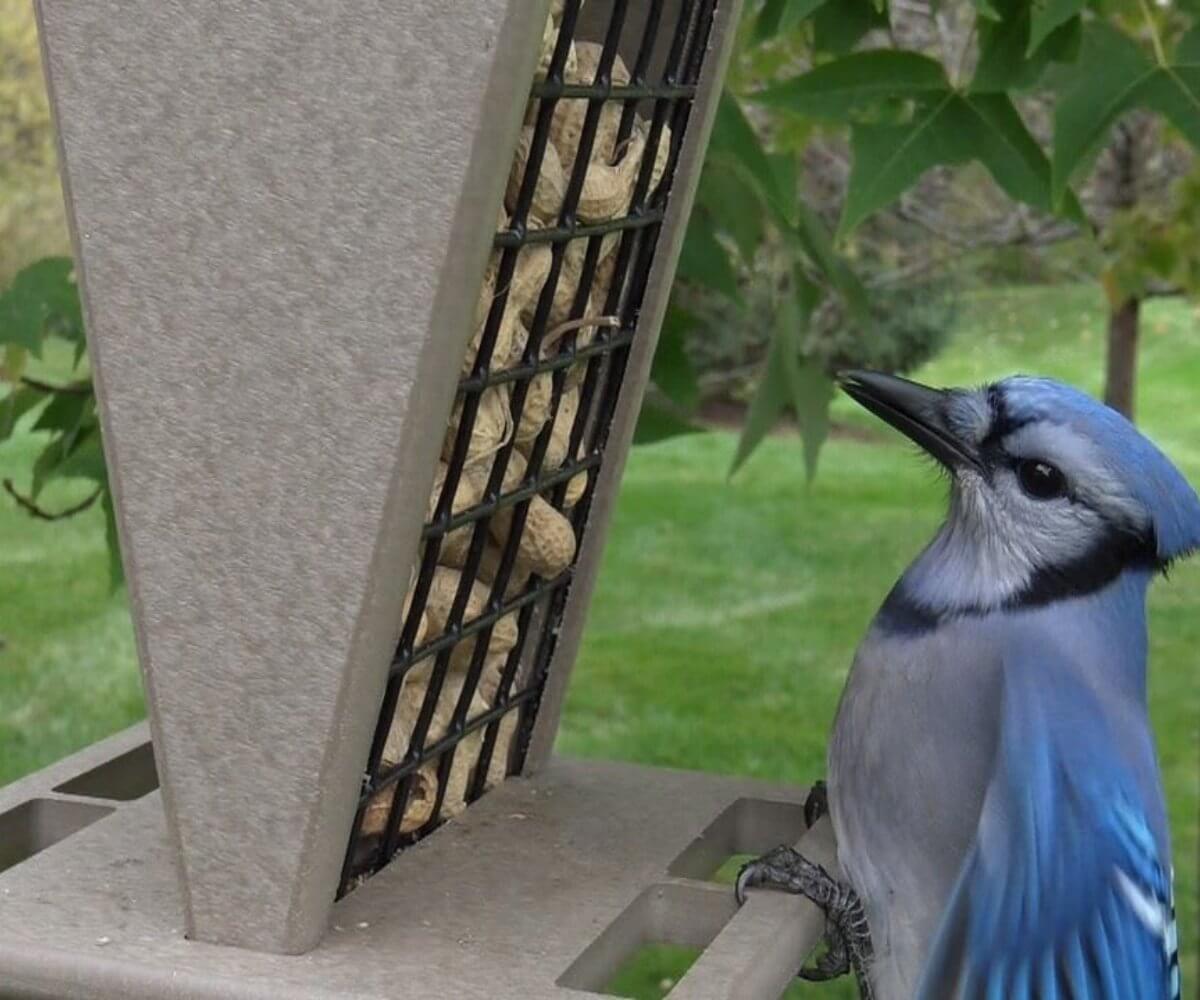 Blue Jay feeding at JCS Wildlife Green/Tan Whole Peanut Feeder with Peaked Roof, surrounded by greenery.