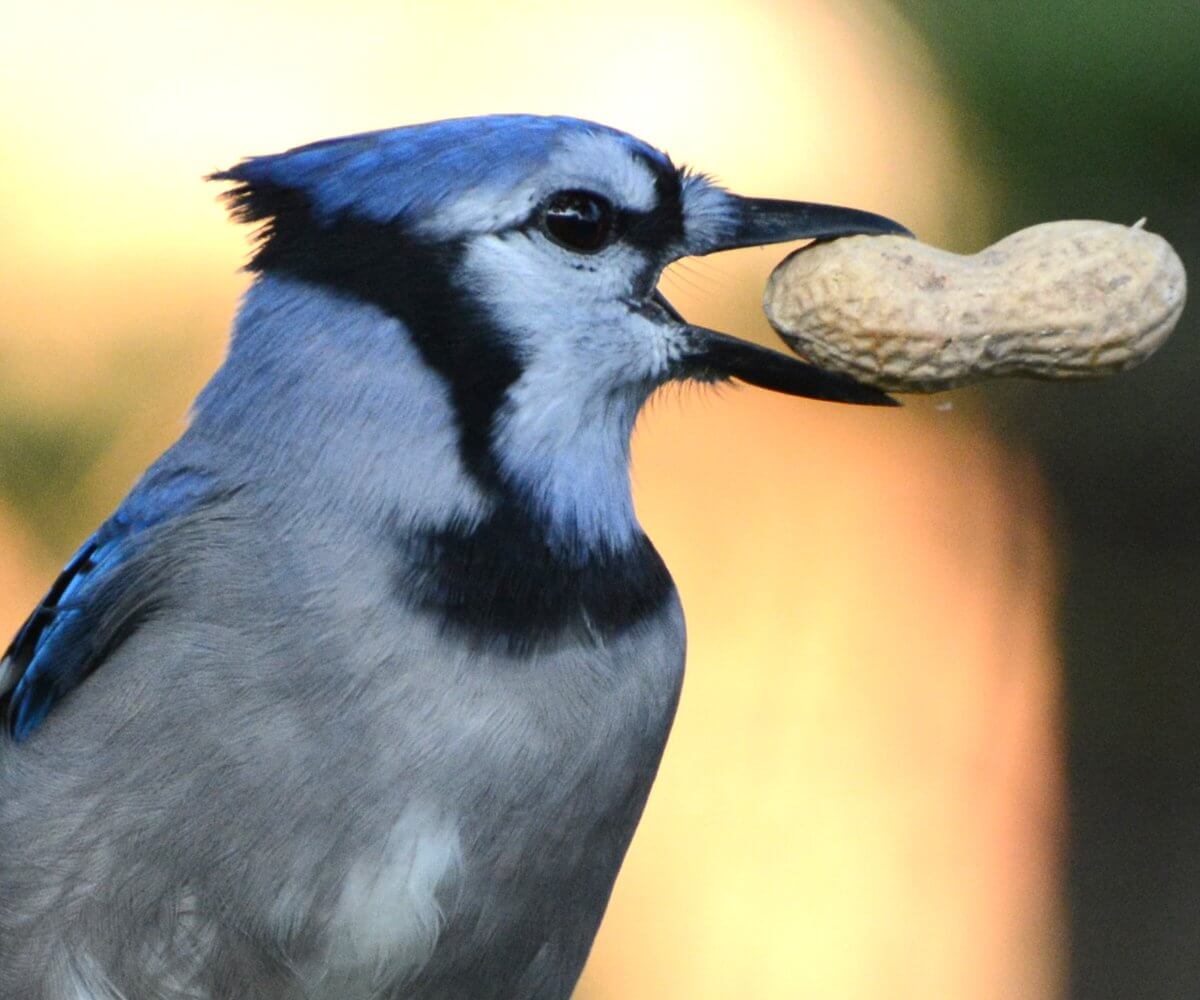 Blue Jay holding a whole peanut, showcasing the rewarding experience of backyard bird feeding with JCS Wildlife feeder.