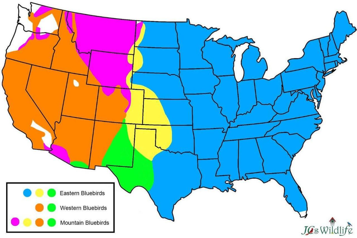 Map of bluebird species distribution across the US: Eastern, Western, and Mountain bluebirds.