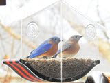 JCS Wildlife Swoop Window Bird Feeder - Holds 2 Cups - JCS Wildlife
