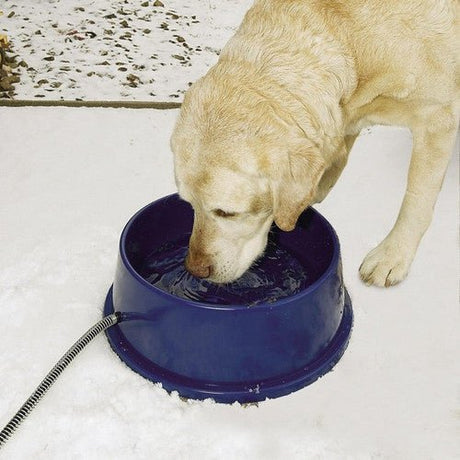 Dog drinking from K&H Pet Products Blue Thermal-Bowl Heated Pet Bowl in snowy outdoor setting.