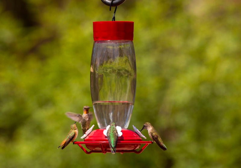 More Birds Deluxe Glass Hummingbird Feeder with 4 hummingbirds feeding in front of greenery, featuring red and white flower ports.