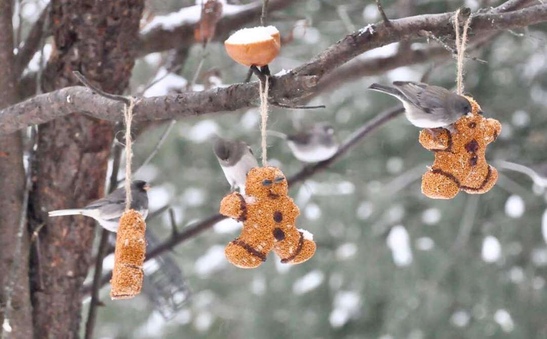 Birds enjoying Mr. Bird Seed Gingerbread Men hanging on a tree branch – perfect gift for bird lovers featured in Oprah's magazine.