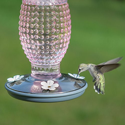 Hummingbird feeding at Perky-Pet 8131 Cranberry Hobnail Vintage-Style Glass Hummingbird Feeder with 4 daisy-style ports in garden