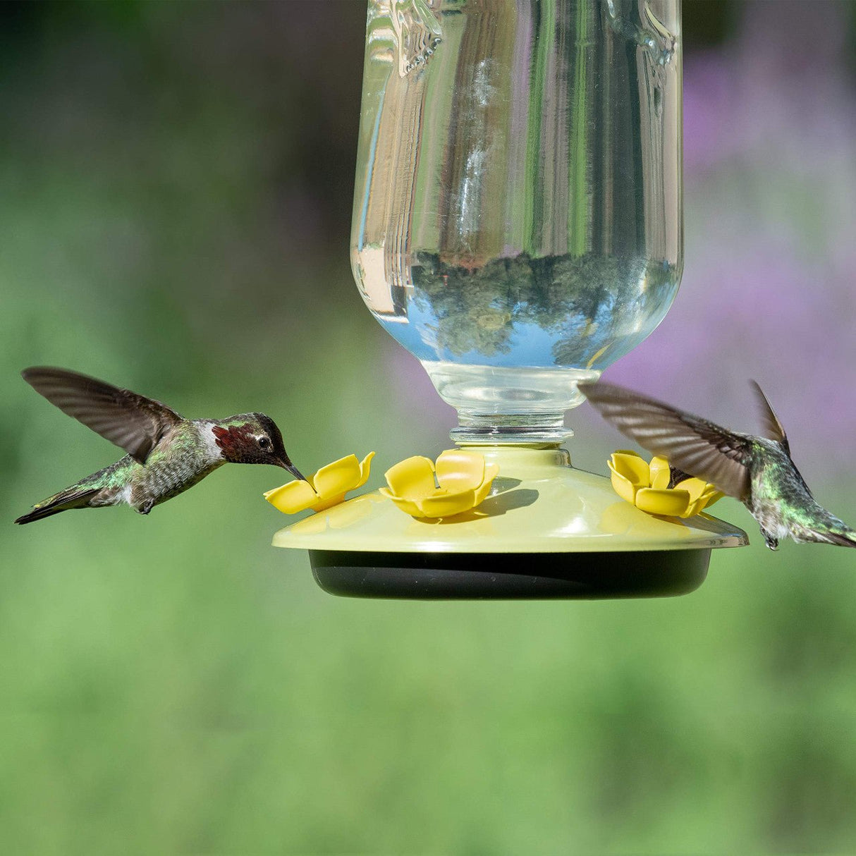 Hummingbirds feeding from Perky-Pet Desert Bloom Top-Fill Glass Hummingbird Feeder in garden.